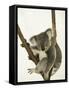 Australia, Queensland, Lone Pine Koala Sanctuary, Koala-Walter Bibikow-Framed Stretched Canvas