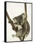 Australia, Queensland, Lone Pine Koala Sanctuary, Koala-Walter Bibikow-Framed Stretched Canvas