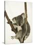 Australia, Queensland, Lone Pine Koala Sanctuary, Koala-Walter Bibikow-Stretched Canvas