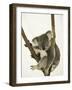 Australia, Queensland, Lone Pine Koala Sanctuary, Koala-Walter Bibikow-Framed Photographic Print