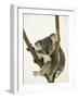 Australia, Queensland, Lone Pine Koala Sanctuary, Koala-Walter Bibikow-Framed Photographic Print