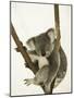 Australia, Queensland, Lone Pine Koala Sanctuary, Koala-Walter Bibikow-Mounted Photographic Print
