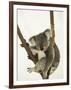 Australia, Queensland, Lone Pine Koala Sanctuary, Koala-Walter Bibikow-Framed Photographic Print