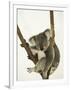 Australia, Queensland, Lone Pine Koala Sanctuary, Koala-Walter Bibikow-Framed Photographic Print