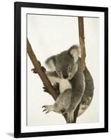 Australia, Queensland, Lone Pine Koala Sanctuary, Koala-Walter Bibikow-Framed Photographic Print