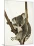 Australia, Queensland, Lone Pine Koala Sanctuary, Koala-Walter Bibikow-Mounted Photographic Print