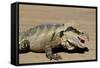 Australia, Queensland, Mount Tamborine. Australian Water Dragon-Cindy Miller Hopkins-Framed Stretched Canvas