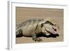 Australia, Queensland, Mount Tamborine. Australian Water Dragon-Cindy Miller Hopkins-Framed Photographic Print