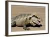 Australia, Queensland, Mount Tamborine. Australian Water Dragon-Cindy Miller Hopkins-Framed Photographic Print