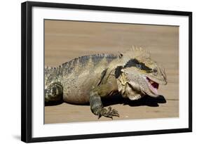 Australia, Queensland, Mount Tamborine. Australian Water Dragon-Cindy Miller Hopkins-Framed Photographic Print