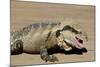 Australia, Queensland, Mount Tamborine. Australian Water Dragon-Cindy Miller Hopkins-Mounted Photographic Print