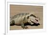 Australia, Queensland, Mount Tamborine. Australian Water Dragon-Cindy Miller Hopkins-Framed Photographic Print