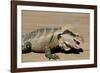 Australia, Queensland, Mount Tamborine. Australian Water Dragon-Cindy Miller Hopkins-Framed Photographic Print