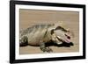 Australia, Queensland, Mount Tamborine. Australian Water Dragon-Cindy Miller Hopkins-Framed Photographic Print