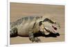 Australia, Queensland, Mount Tamborine. Australian Water Dragon-Cindy Miller Hopkins-Framed Photographic Print