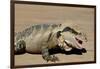 Australia, Queensland, Mount Tamborine. Australian Water Dragon-Cindy Miller Hopkins-Framed Photographic Print