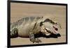 Australia, Queensland, Mount Tamborine. Australian Water Dragon-Cindy Miller Hopkins-Framed Photographic Print