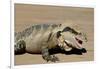 Australia, Queensland, Mount Tamborine. Australian Water Dragon-Cindy Miller Hopkins-Framed Premium Photographic Print