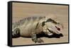 Australia, Queensland, Mount Tamborine. Australian Water Dragon-Cindy Miller Hopkins-Framed Stretched Canvas