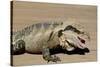 Australia, Queensland, Mount Tamborine. Australian Water Dragon-Cindy Miller Hopkins-Stretched Canvas