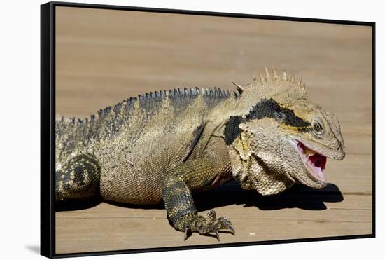 Australia, Queensland, Mount Tamborine. Australian Water Dragon-Cindy Miller Hopkins-Framed Stretched Canvas