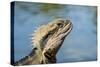 Australia, Queensland, Mount Tamborine. Australian Water Dragon-Cindy Miller Hopkins-Stretched Canvas