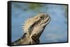 Australia, Queensland, Mount Tamborine. Australian Water Dragon-Cindy Miller Hopkins-Framed Stretched Canvas