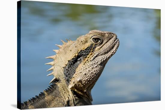 Australia, Queensland, Mount Tamborine. Australian Water Dragon-Cindy Miller Hopkins-Stretched Canvas