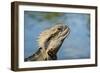 Australia, Queensland, Mount Tamborine. Australian Water Dragon-Cindy Miller Hopkins-Framed Photographic Print