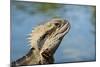 Australia, Queensland, Mount Tamborine. Australian Water Dragon-Cindy Miller Hopkins-Mounted Photographic Print