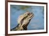 Australia, Queensland, Mount Tamborine. Australian Water Dragon-Cindy Miller Hopkins-Framed Photographic Print