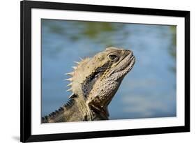 Australia, Queensland, Mount Tamborine. Australian Water Dragon-Cindy Miller Hopkins-Framed Photographic Print