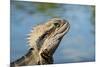 Australia, Queensland, Mount Tamborine. Australian Water Dragon-Cindy Miller Hopkins-Mounted Photographic Print