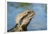 Australia, Queensland, Mount Tamborine. Australian Water Dragon-Cindy Miller Hopkins-Framed Photographic Print