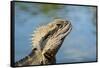 Australia, Queensland, Mount Tamborine. Australian Water Dragon-Cindy Miller Hopkins-Framed Stretched Canvas