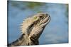 Australia, Queensland, Mount Tamborine. Australian Water Dragon-Cindy Miller Hopkins-Stretched Canvas