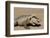 Australia, Queensland, Mount Tamborine. Australian Water Dragon-Cindy Miller Hopkins-Framed Photographic Print