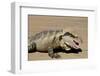 Australia, Queensland, Mount Tamborine. Australian Water Dragon-Cindy Miller Hopkins-Framed Photographic Print