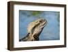 Australia, Queensland, Mount Tamborine. Australian Water Dragon-Cindy Miller Hopkins-Framed Photographic Print