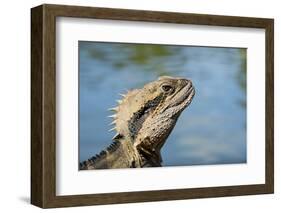 Australia, Queensland, Mount Tamborine. Australian Water Dragon-Cindy Miller Hopkins-Framed Photographic Print