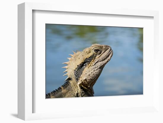 Australia, Queensland, Mount Tamborine. Australian Water Dragon-Cindy Miller Hopkins-Framed Photographic Print