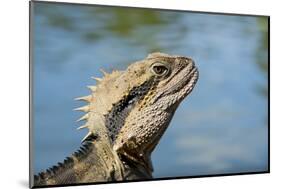 Australia, Queensland, Mount Tamborine. Australian Water Dragon-Cindy Miller Hopkins-Mounted Photographic Print