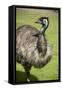 Australia, South Australia, Adelaide. Cleland Wildlife Park. Emu-Cindy Miller Hopkins-Framed Stretched Canvas