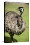 Australia, South Australia, Adelaide. Cleland Wildlife Park. Emu-Cindy Miller Hopkins-Stretched Canvas