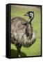 Australia, South Australia, Adelaide. Cleland Wildlife Park. Emu-Cindy Miller Hopkins-Framed Stretched Canvas