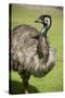 Australia, South Australia, Adelaide. Cleland Wildlife Park. Emu-Cindy Miller Hopkins-Stretched Canvas