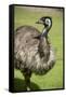 Australia, South Australia, Adelaide. Cleland Wildlife Park. Emu-Cindy Miller Hopkins-Framed Stretched Canvas