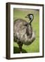 Australia, South Australia, Adelaide. Cleland Wildlife Park. Emu-Cindy Miller Hopkins-Framed Photographic Print