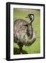 Australia, South Australia, Adelaide. Cleland Wildlife Park. Emu-Cindy Miller Hopkins-Framed Photographic Print