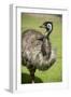 Australia, South Australia, Adelaide. Cleland Wildlife Park. Emu-Cindy Miller Hopkins-Framed Photographic Print